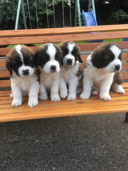 Full breed Beautiful Saint Bernard Pups available Image eClassifieds4u