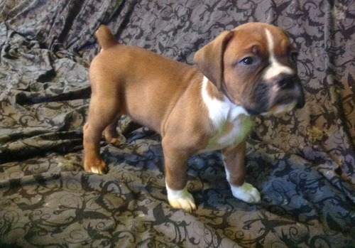 Good Looking Boxer Puppies for adoption Image eClassifieds4u