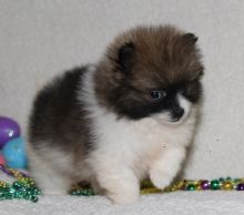 Affectionate Teacup Pomeranian Available Image eClassifieds4u 2