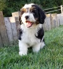 Aussiedoodle Puppies Image eClassifieds4U