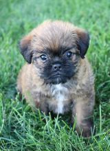 Brussels Grifon Puppies for adoption Image eClassifieds4U