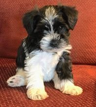 CUTE AND LOVELY MINIATURE SCHNAUZER PUPPIES FOR GOOD AND LOVELY FAMILIES Image eClassifieds4U