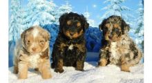 Cute Aussiedoodle Puppies Available Image eClassifieds4U