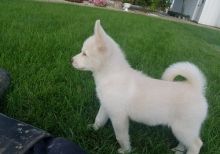 Pomsky Puppies Available Image eClassifieds4u 2