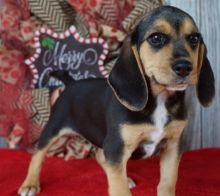 Two Top Class Beagle Puppies Available Image eClassifieds4U