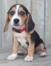 Two Top Class Beagle Puppies Available Image eClassifieds4u 2