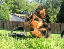 Yorkshire terrier puppies Image eClassifieds4U