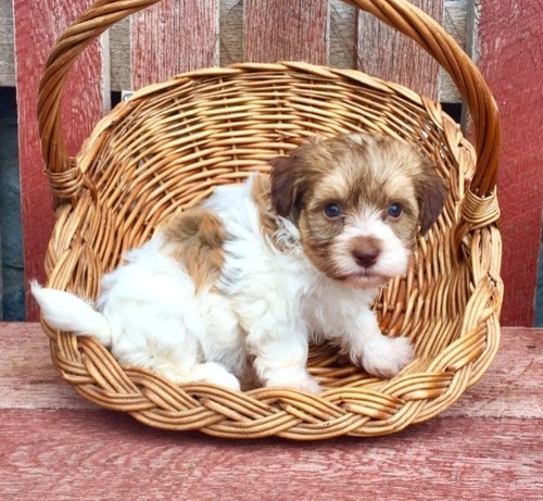 Pure Bred Full Pedigree Havanese Pups Image eClassifieds4u