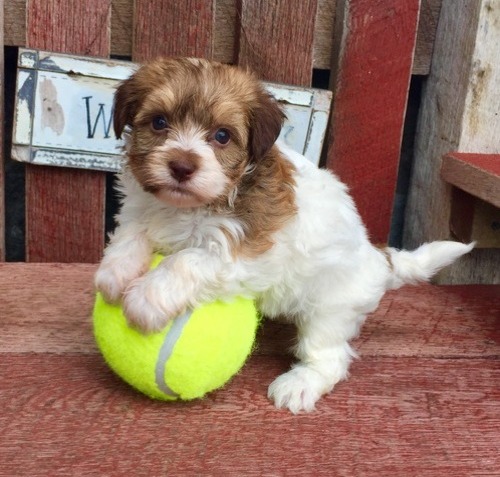 Pure Bred Full Pedigree Havanese Pups Image eClassifieds4u