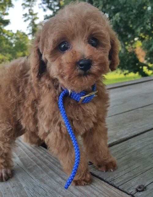 Purebred Poodle Puppies Image eClassifieds4u
