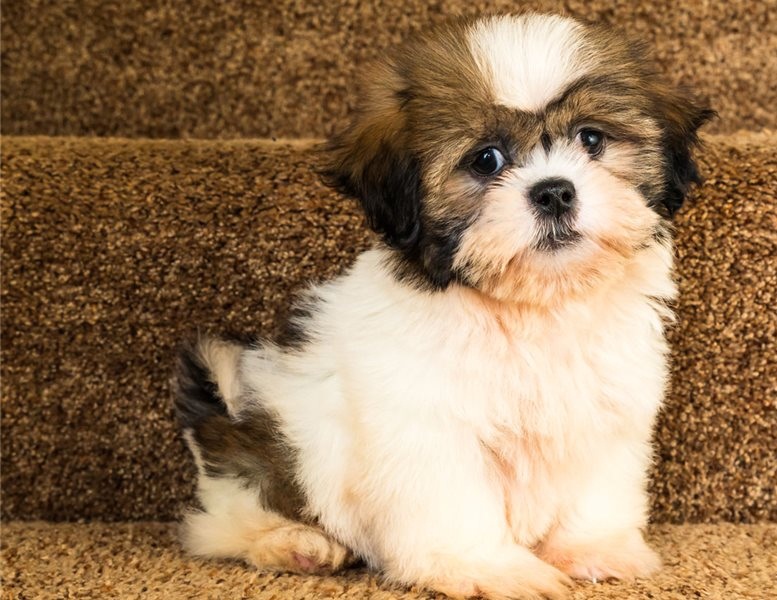 Shih Tzu puppies available Image eClassifieds4u
