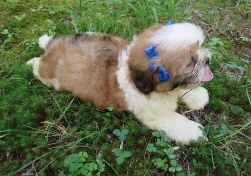Shih Tzu Puppies for Re-homing Image eClassifieds4u