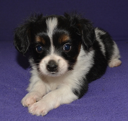 Stunning Papillon Puppies For Adoption Image eClassifieds4u