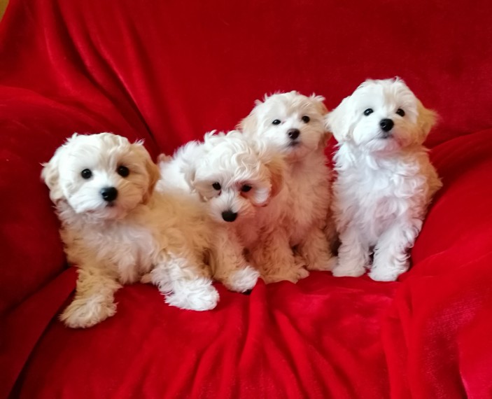 Stunning White Maltipoo Puppies Image eClassifieds4u