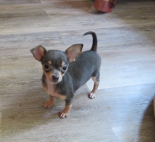 Two Chihuahua Puppies For Re-homing Image eClassifieds4u