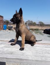 Adorable outstanding Belgian Malinois puppies