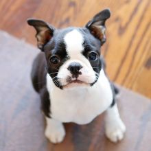 Beautiful AKC registered Boston terrier puppies available