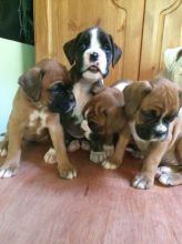 Boxer Puppies Available : Call or Text : 470-729-0284