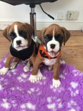 Boxer Puppies Available : Call or Text : 470-729-0284