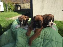 Boxer Puppies Available : Call or Text : 470-729-0284