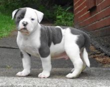 Gorgeous American Bulldog Puppies