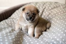 Super adorable Shiba inu Puppies.