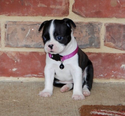 View Image 1 for Beautiful Black brindle and white Boston