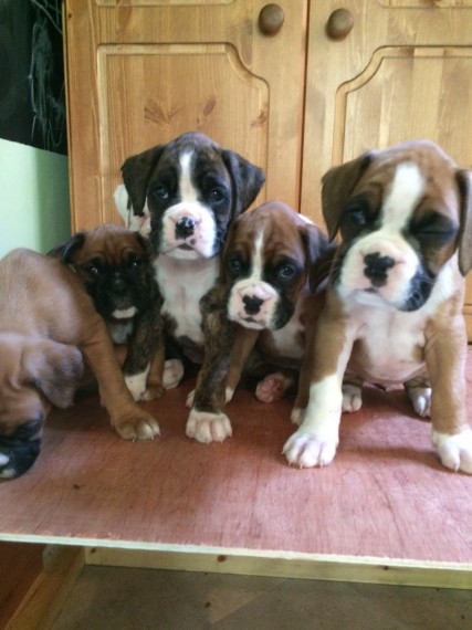 Boxer Puppies Available : Call or Text : 470-729-0284 Image eClassifieds4u