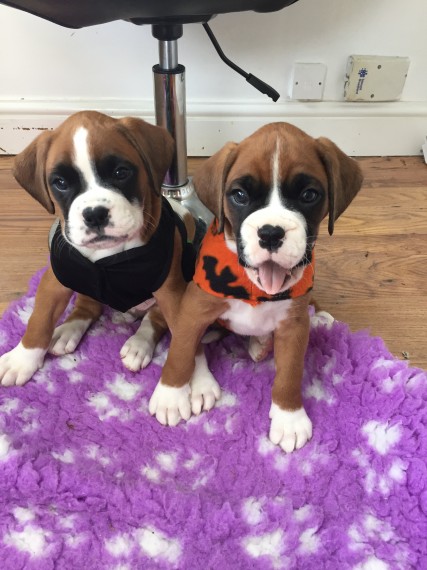 Boxer Puppies Available : Call or Text : 470-729-0284 Image eClassifieds4u