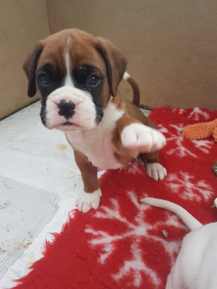 Boxer Puppies Available : Call or Text : 470-729-0284 Image eClassifieds4u