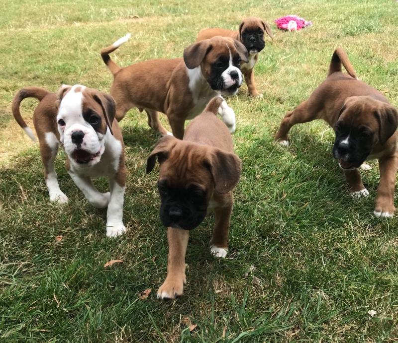 Boxer Puppies Available : Call or Text : 470-729-0284 Image eClassifieds4u