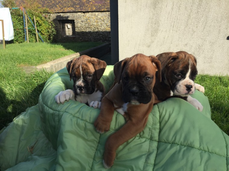 Boxer Puppies Available : Call or Text : 470-729-0284 Image eClassifieds4u