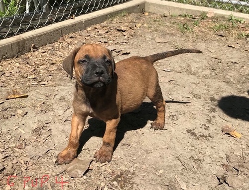 Lovely AKC Bullmastiff Puppies for free Image eClassifieds4u