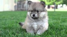 Amazing Pomsky puppies, Image eClassifieds4U