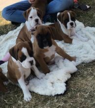 Boxer Puppies Available : Call or Text : 470-729-0284 Image eClassifieds4u 3