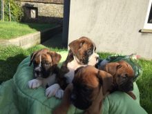 Boxer Puppies Available : Call or Text : 470-729-0284 Image eClassifieds4u 2