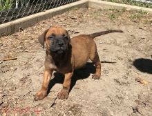 Lovely AKC Bullmastiff Puppies for free Image eClassifieds4U