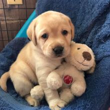 Male and female Labrador Retriever puppies, Image eClassifieds4U