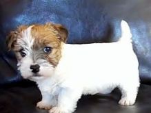 Trained Fox terrier puppies available now. Image eClassifieds4U