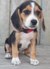 Two Top Class Beagle Puppies Available Image eClassifieds4U