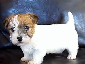 Trained Fox terrier puppies available now. Image eClassifieds4u