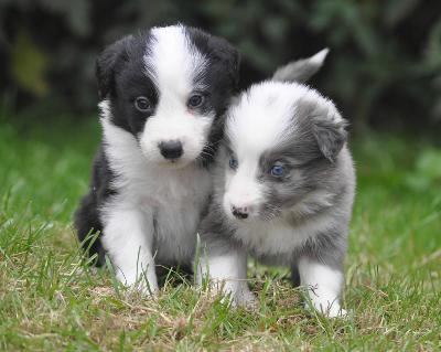 Two Lovely Border collie puppies available. Image eClassifieds4u