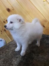 American Eskimo Puppies