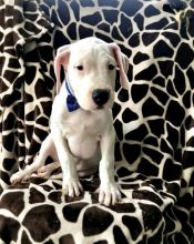 Dogo Argentino Puppies