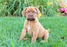 Dogue de Bordeaux Puppies