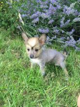 Hairless Chinese Crested Puppies