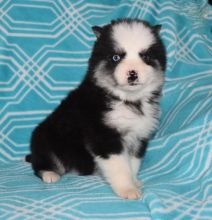 Huskimo Puppies