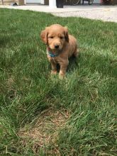 Labradoodle Puppies