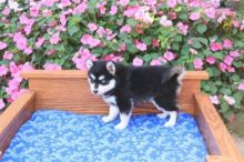 Pomsky Puppies