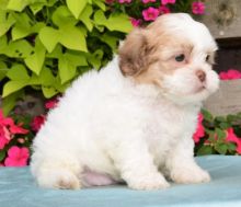 Shih-poo Puppies